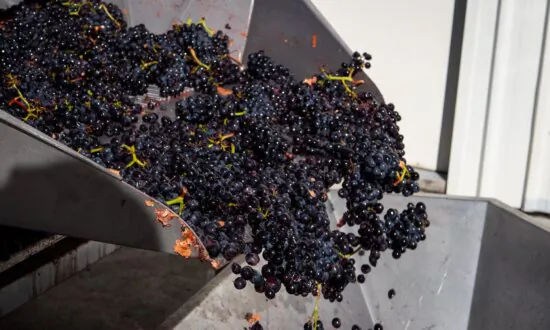 Winemaking: A Grimy Job