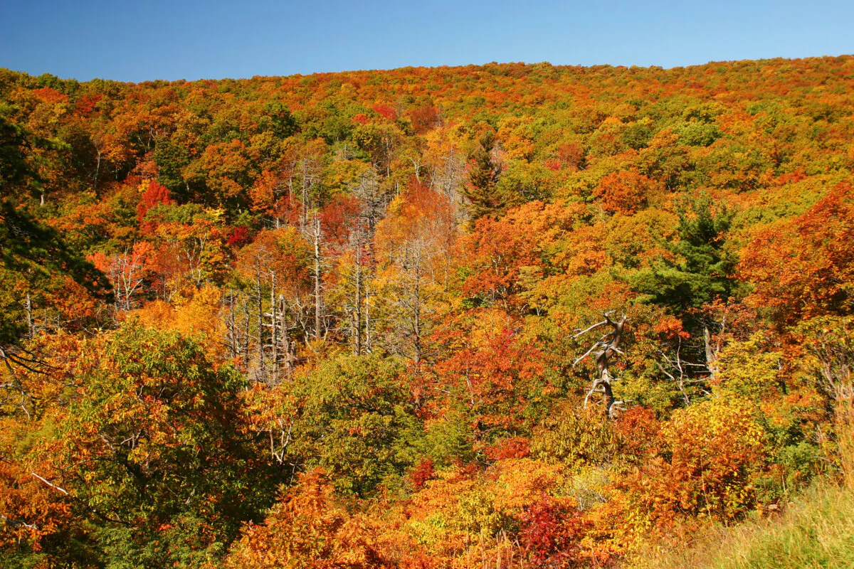 Fall colors in the Blue Ridge Mountains, taken at Shenandoah National Park. (Quantabeh/Dreamstime/TNS)