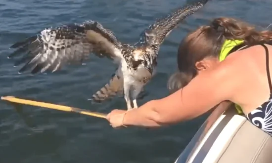 Girl Rescues Osprey Floating in Lake