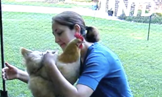 Chicken Gives Woman a Hug
