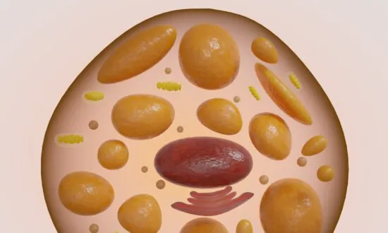 Boost Your Body’s Calorie-Burning Brown Fat