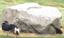 Duck Hilariously Chases Dog