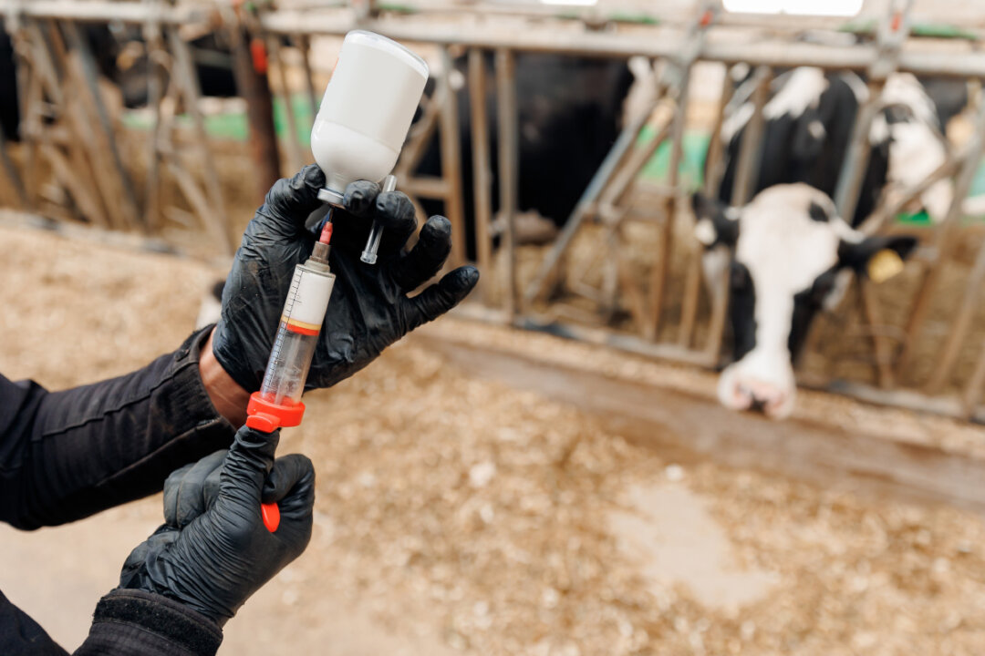 H5N1 Influenza May Be Spreading in Cows By Milking Than Through Air, Experts Weigh In