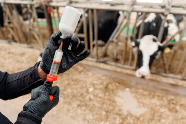 H5N1 Influenza May Be Spreading Through Cows via Milking Rather Than Air, Experts Weigh In