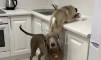 These Two Cheeky Dogs Have Been Caught in the Act