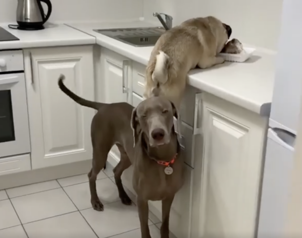 These Two Cheeky Dogs Have Been Caught in the Act