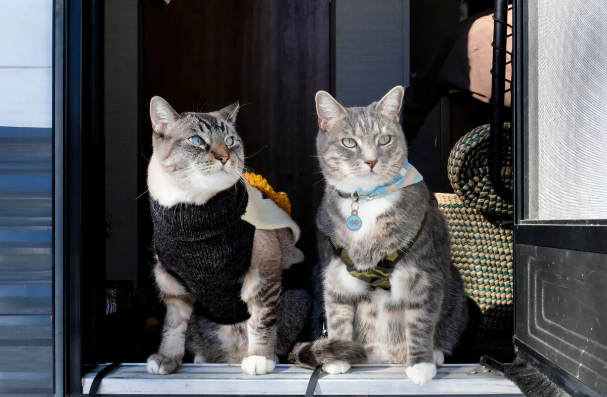 Before taking your cats on a long trip, see if they are comfortable with an overnight trip. (KK_T/Shutterstock)