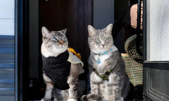 Protect Cats Traveling in Motor Home