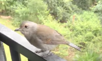 Singing Bird Performs for Person