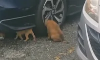 Stray Puppy With Head Stuck in Car’s Wheel Rescued