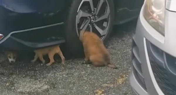 Stray Puppy With Head Stuck in Car’s Wheel Rescued
