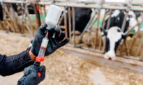 H5N1 Influenza May Be Spreading Through Cows via Milking Rather Than Air, Experts Weigh In