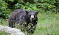 5 Potentially Lifesaving Tips for When You Spot a Bear on the Trail