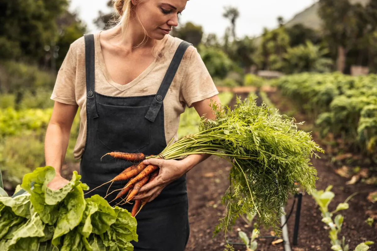 Harvesting is hard work, requiring physical rigor, trial and error, and vigilance. But it yields plenty of rewards. (Jacob Lund/Shutterstock)
