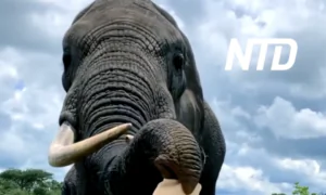 Elephant Takes Off and Hides Woman’s Hat, Then Returns It on Request