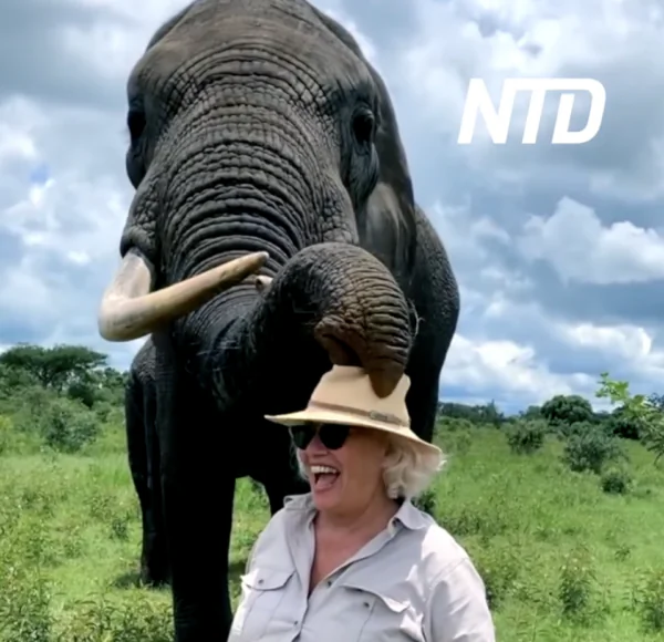 Elephant Takes Off and Hides Woman’s Hat, Then Returns It on Request