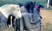People Dress Up as Horses and Interact With Them