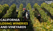 Will California Wine and Vineyards Survive the Downturn in Wine Industry