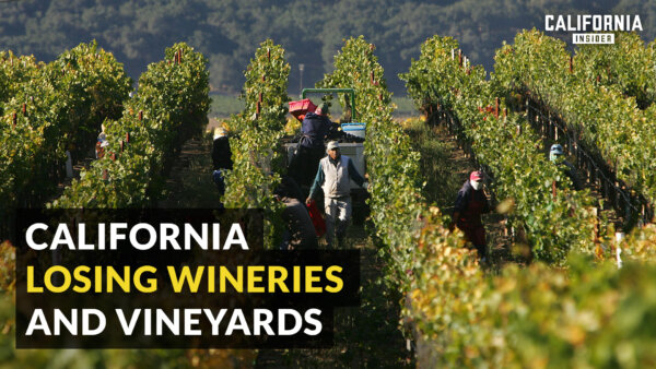 Will California Wine and Vineyards Survive the Downturn in Wine Industry