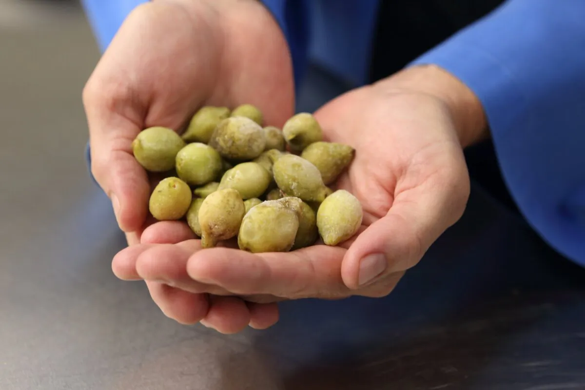Kakadu plums. (Kaylene Biggs/University of Queensland)