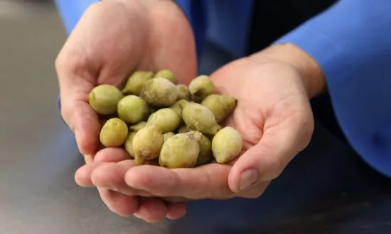 Health Benefits of Kakadu Plum Revealed in Scientific Study