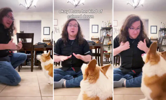 Deaf Wife and Husband Sign at Home, and Hilarious Corgi Dog Soon Understands ‘Bath,’ ‘Dinner’
