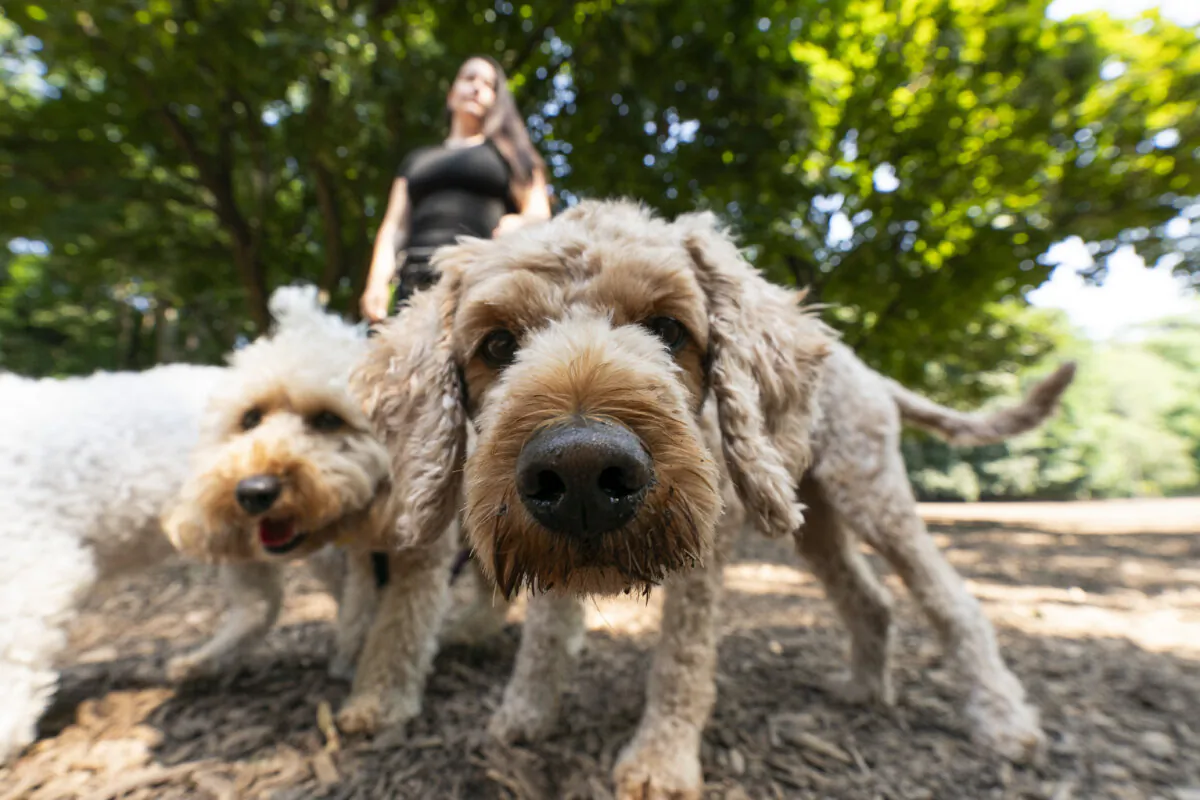 Dogs roam about in Ramsden Park in Toronto, on Aug. 26, 2024. (The Canadian Press/Paige Taylor White)