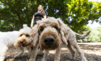 Flying With Fido: What You Need to Know Before Taking a Pet on Your Travels