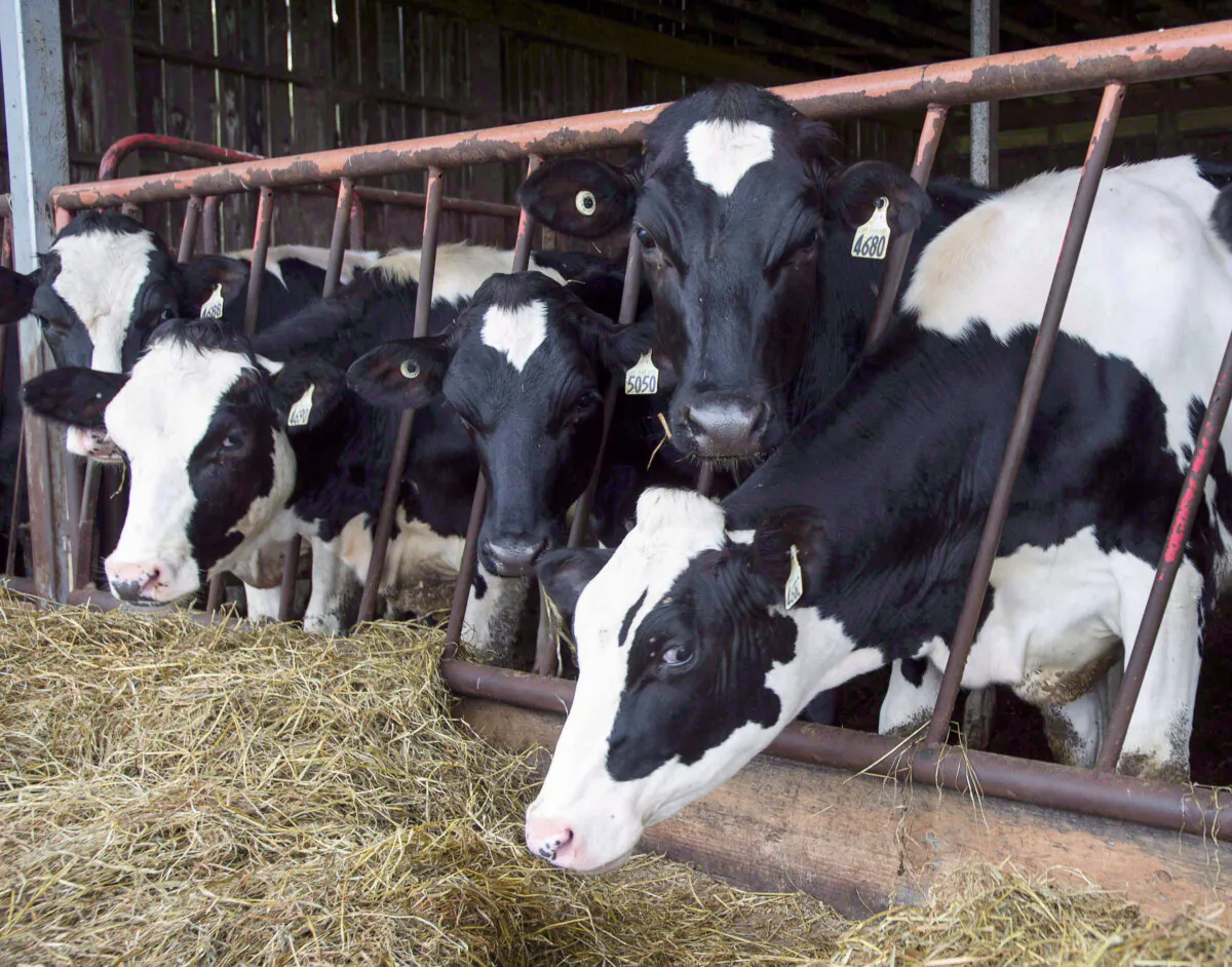 Cows are seen at a dairy farm in Danville, Que., on Aug. 11, 2015. (The Canadian Press/Ryan Remiorz)