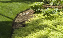 Edge Trim a Lawn