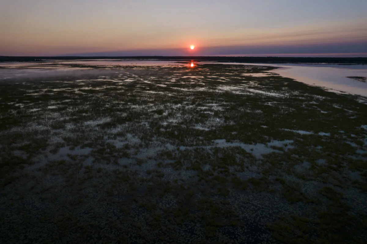 The sun rises over a wild rice bed in Steamboat Bay on Leech Lake in Minn., on Sept. 12, 2022. (Jessie Wardarski/AP Photo)