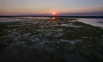 Interior Department Approves Funding to Conserve 190,000 Acres of Critical Wetland