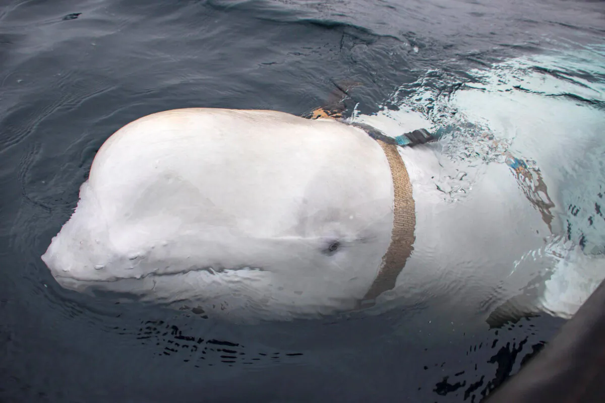 A white beluga whale wearing a harness is seen off the coast of northern Norway on April 29, 2019. (Jorgen Ree Wiig/Sea Surveillance Service/Handout/NTB Scanpix via Reuters)