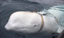 Death of ‘Russian Spy’ Whale Hvaldimir Not Caused by Humans, Say Norway Police