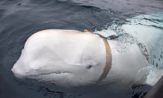 Death of ‘Russian Spy’ Whale Hvaldimir Not Caused by Humans, Say Norway Police