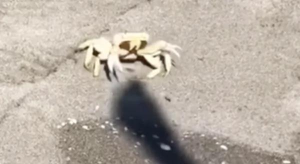 Man Plays With Crab at Mexico Beach Using His Shadow