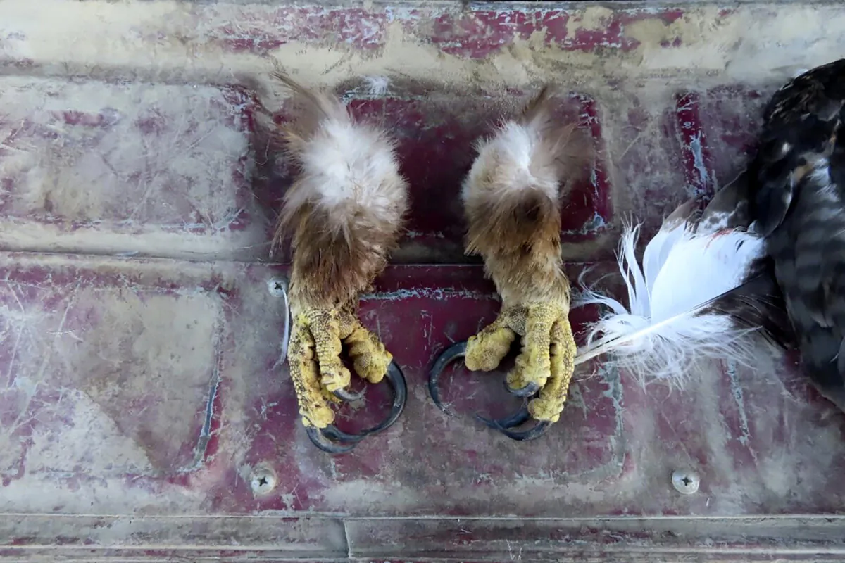Golden eagle feet recovered by law enforcement officers from a Washington state man's vehicle. (Courtesy of the U.S. Attorney for the District of Montana via AP)