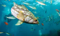 DDT From Industrial Dumping Found in 93 Percent of Southern California Fish