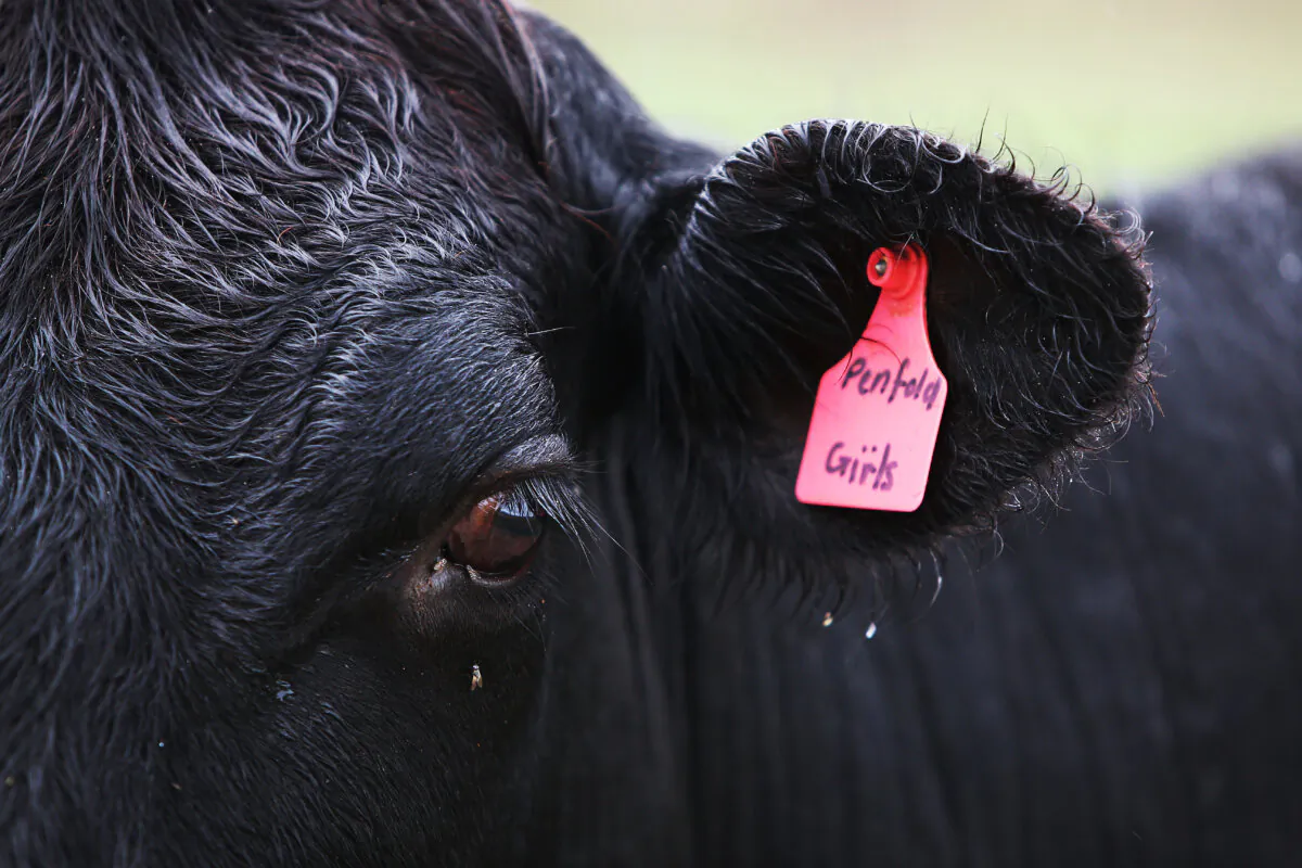 A Black Angus breed of cow at "Old Bombine" in Meandarra, Western Queensland in Australia on Jan. 18, 2021. (Lisa Maree Williams/Getty Images)
