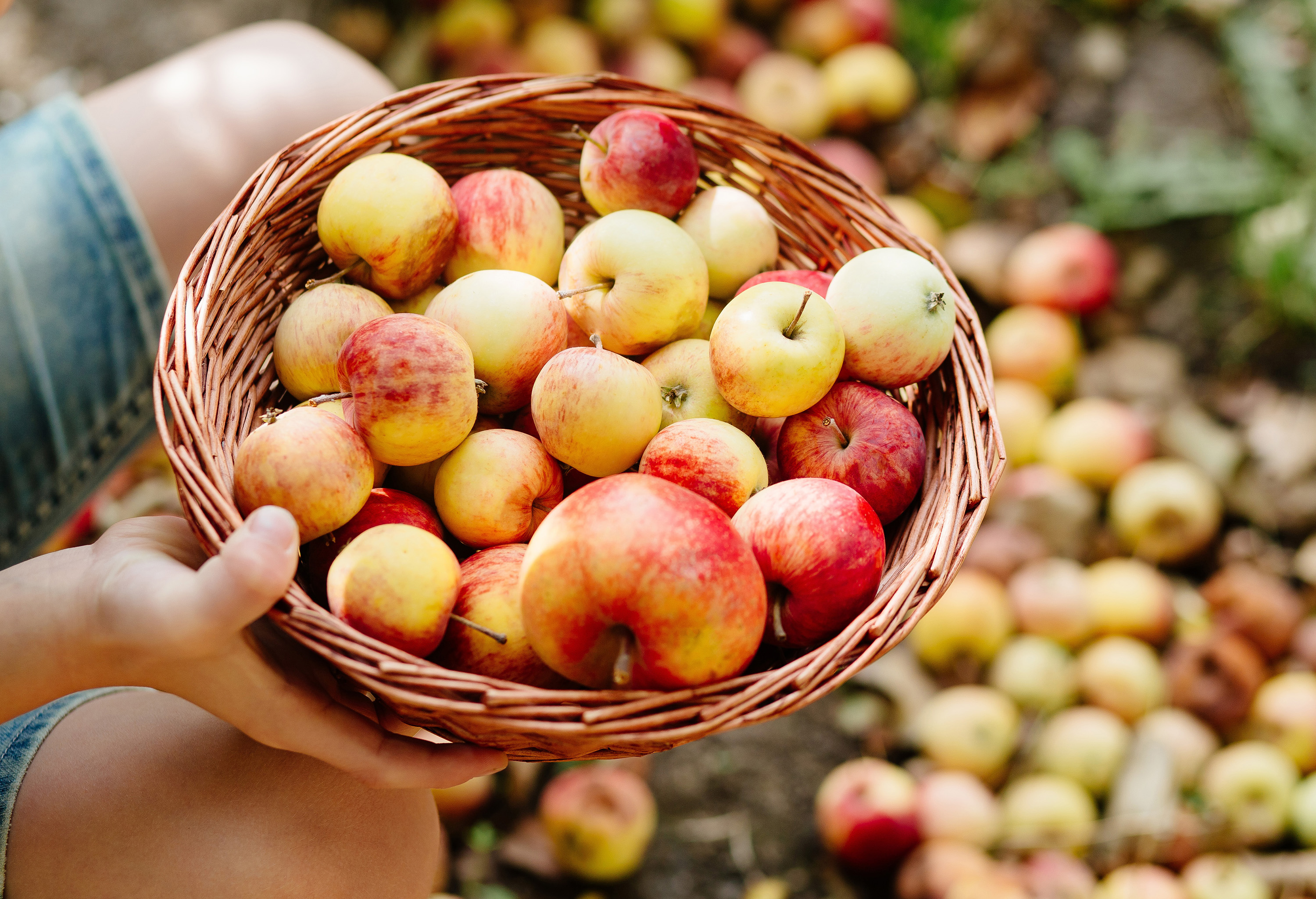 Your Guide to the Best Apples for Baking, Cooking, and Snacking