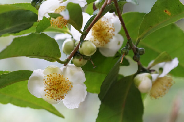 Planting Your Own Tea Garden