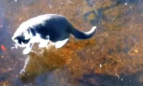 Cat Tries to Catch Fish