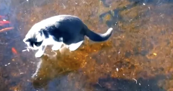 Cat Tries to Catch Fish