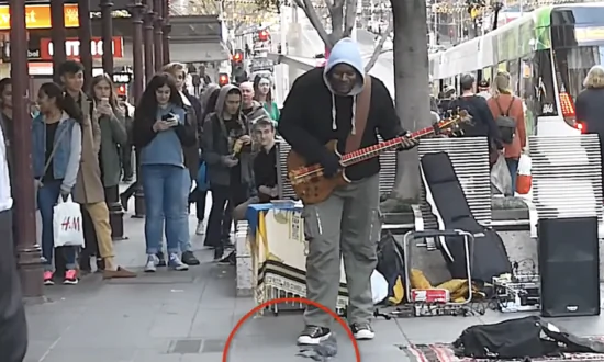 Dancing Pigeon Steals the Show