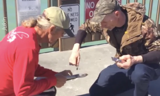 Kind Man Rescues Pelican with Fishing Wire Stuck on Beak