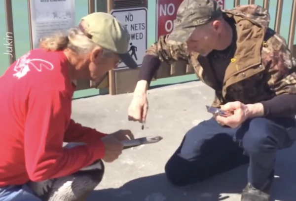 Kind Man Rescues Pelican with Fishing Wire Stuck on Beak