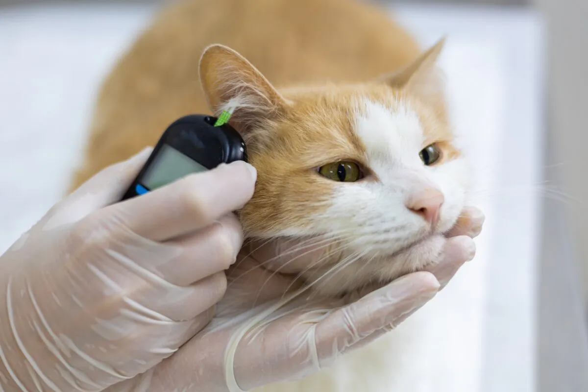 Give diabetic cats regular blood sugar tests. (Lebedko Inna/Shutterstock)