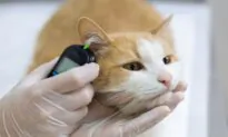 Monitor Diabetic Pet’s Blood Sugar Levels at Home