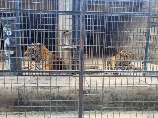 Dozens of Zoo Tigers Die After Contracting Bird Flu in Southern Vietnam