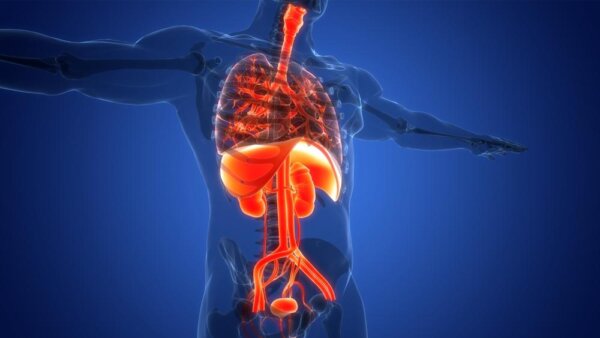 Protect Your Vital Organs:  Ancient Remedies and Harmful Habits